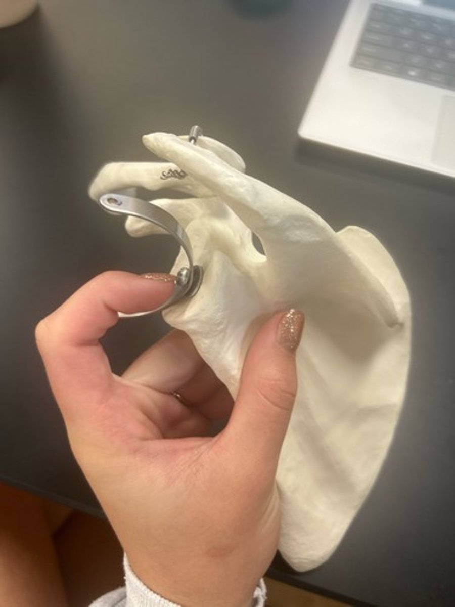 <p>name the bone</p>