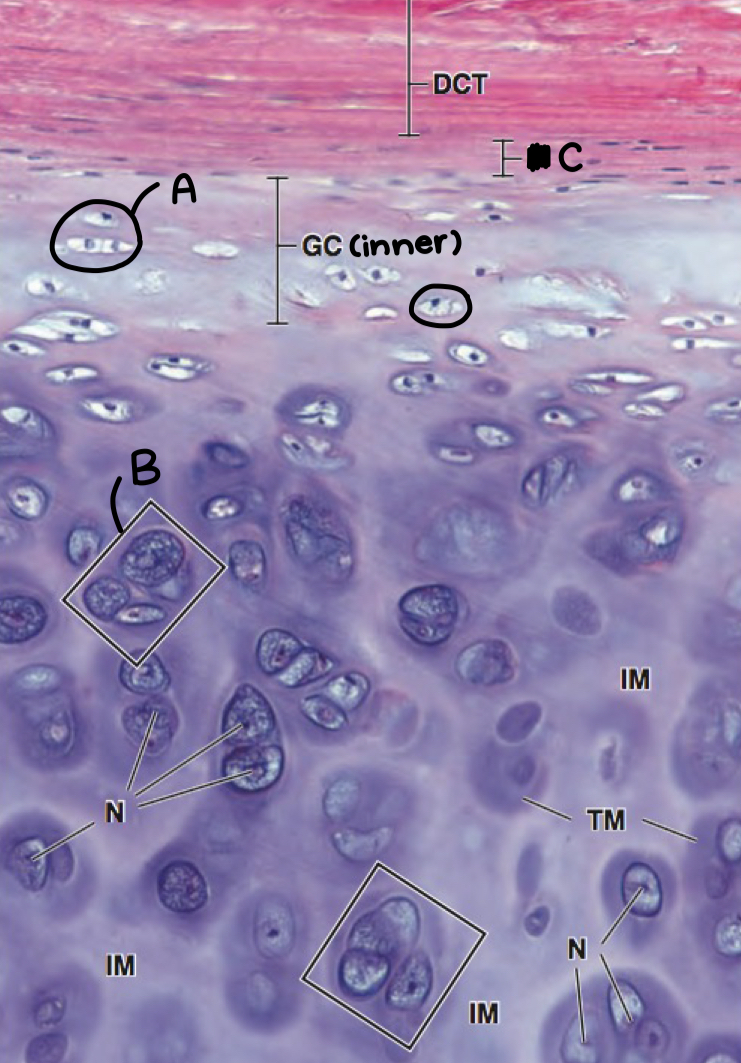 <p>what is c</p>