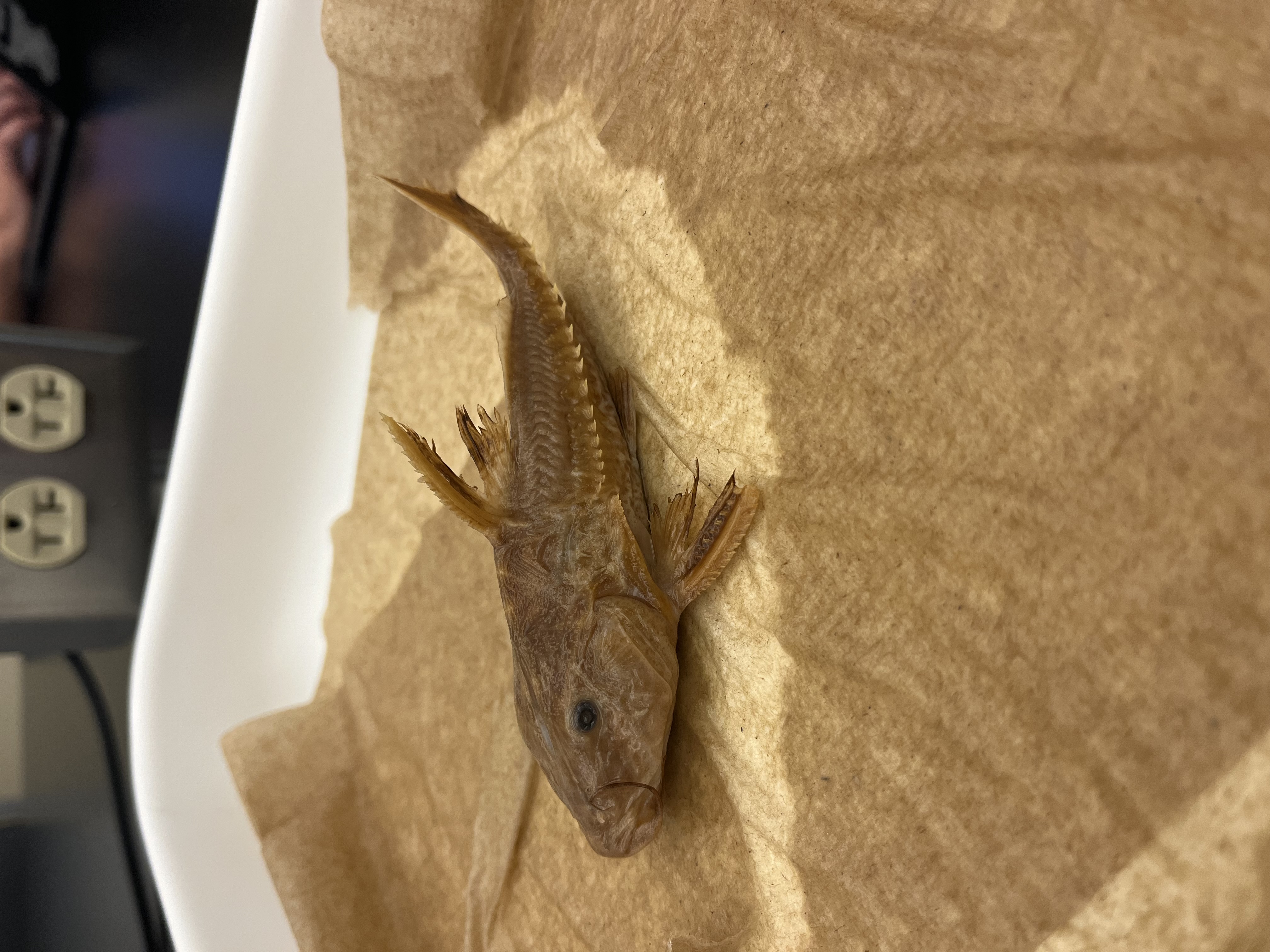 <p>Thorny Catfish</p>
