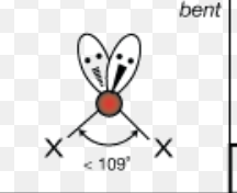 <p>bent (v-shaped)</p>