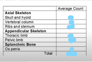 <p></p><p>average count for the canine skeleton</p>