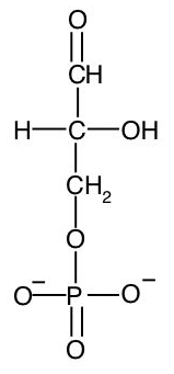 <p>glyceraldehyde 3-phosphate</p>
