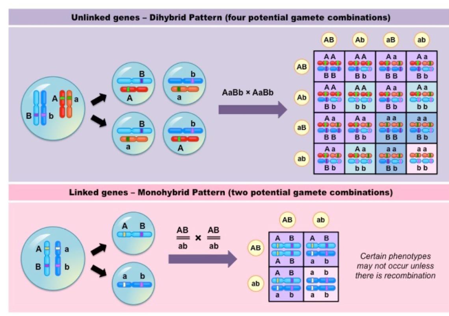 <p>diagram for dihybrid and monohybrid inheritance describe what is seen + understand</p>