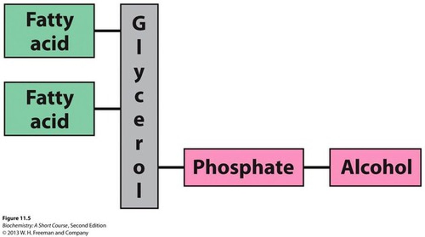 <p>a type of phospholipid consisting of a glycerol molecule, two fatty acids, an alcohol and a phosphate group</p>
