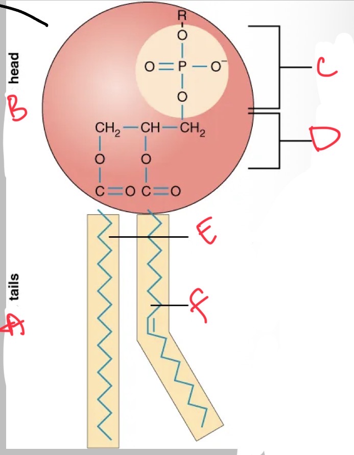<p>What is F?</p>