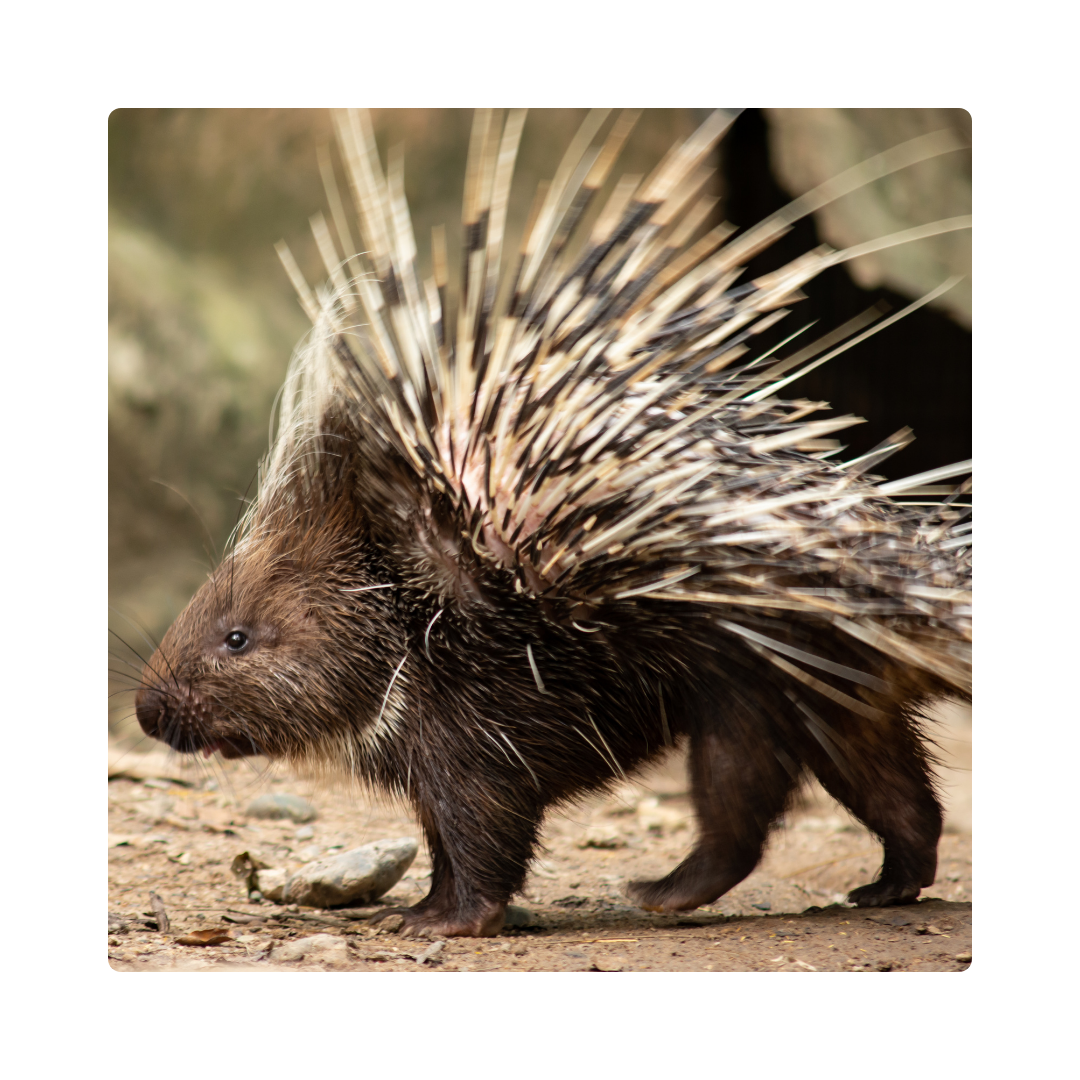 <p><span>The porcupine has sharp </span><strong>spikes</strong><span> on its back.</span></p>