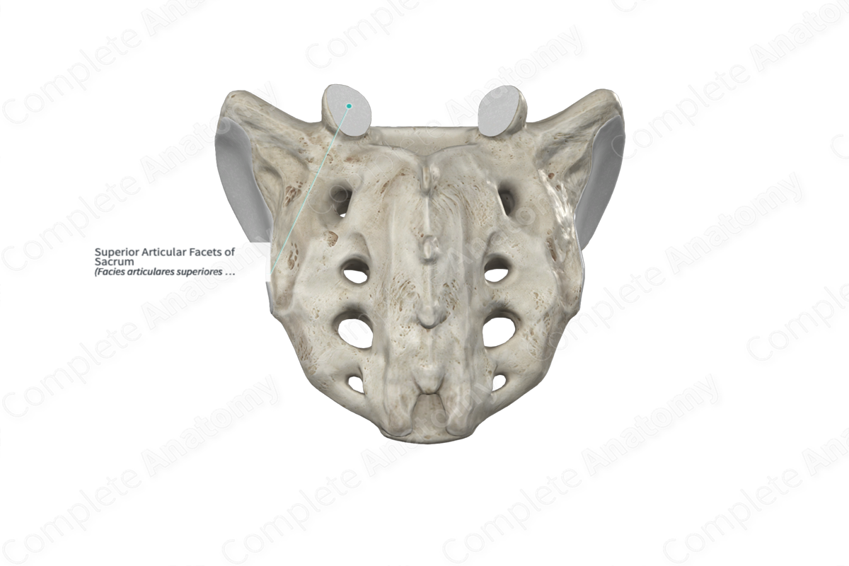 <p>Articulates with: Inferior articular facet of L5</p>