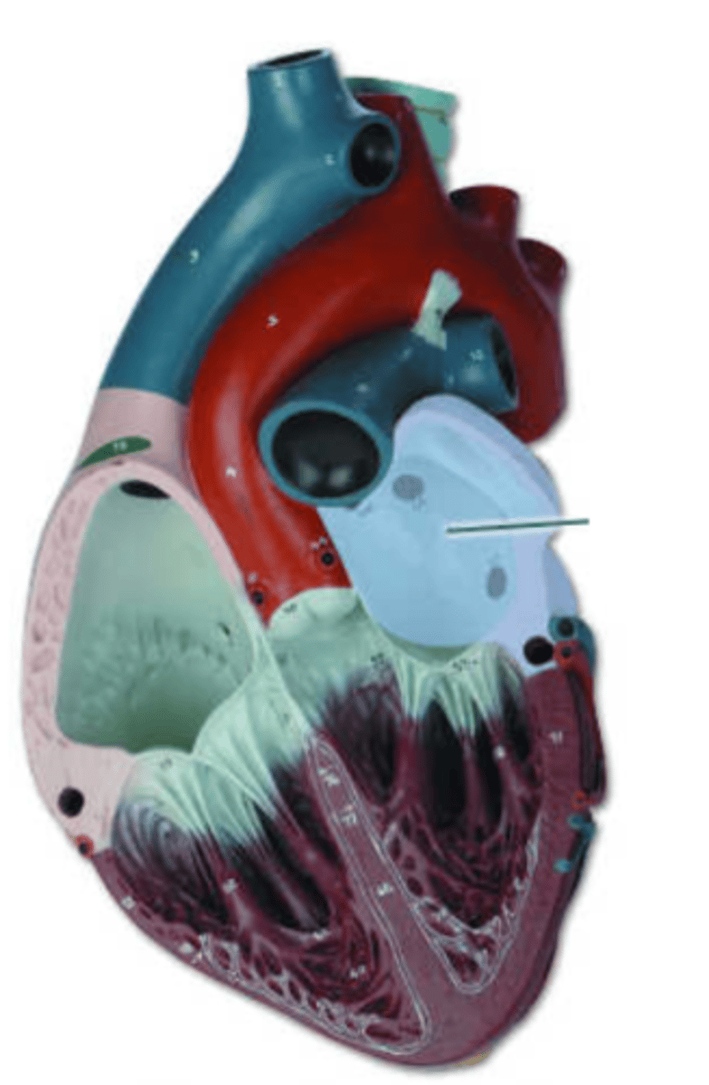 <p>left atrium</p>