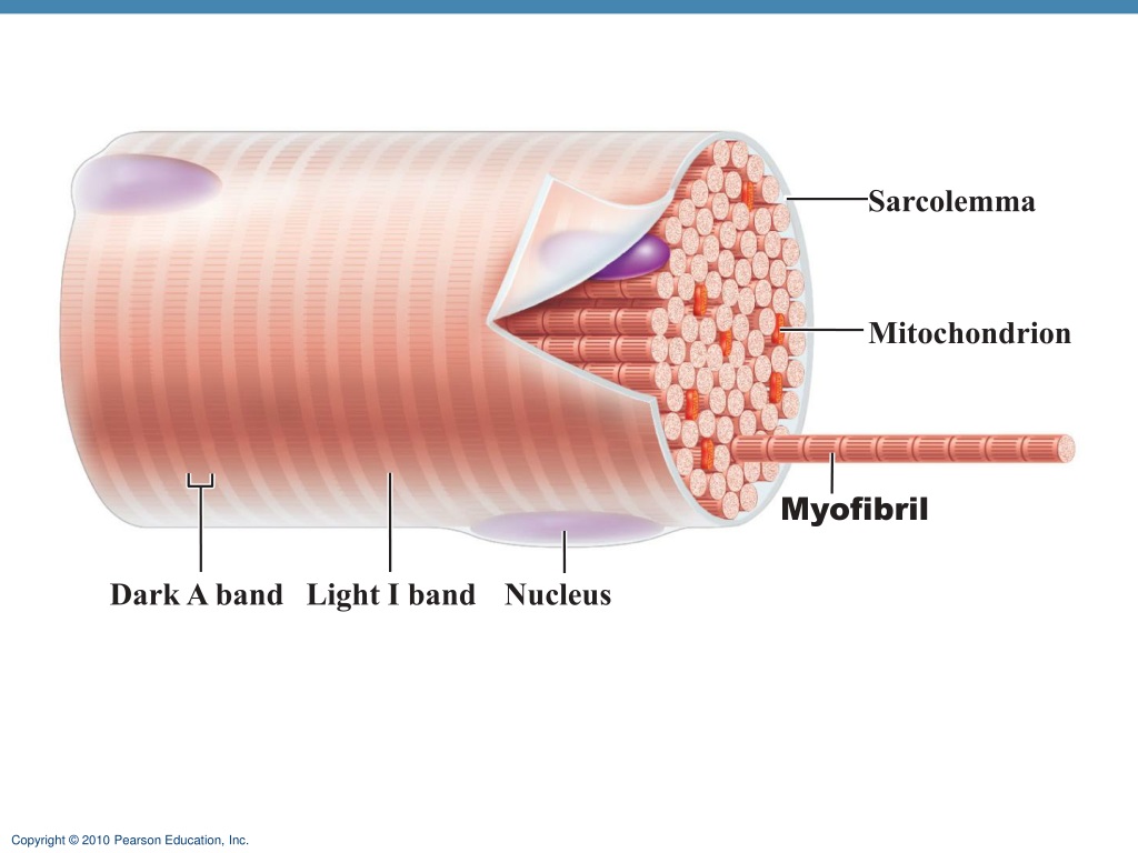 <p>muscle cell membrane</p>