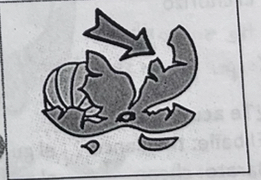 <p>the peel</p>