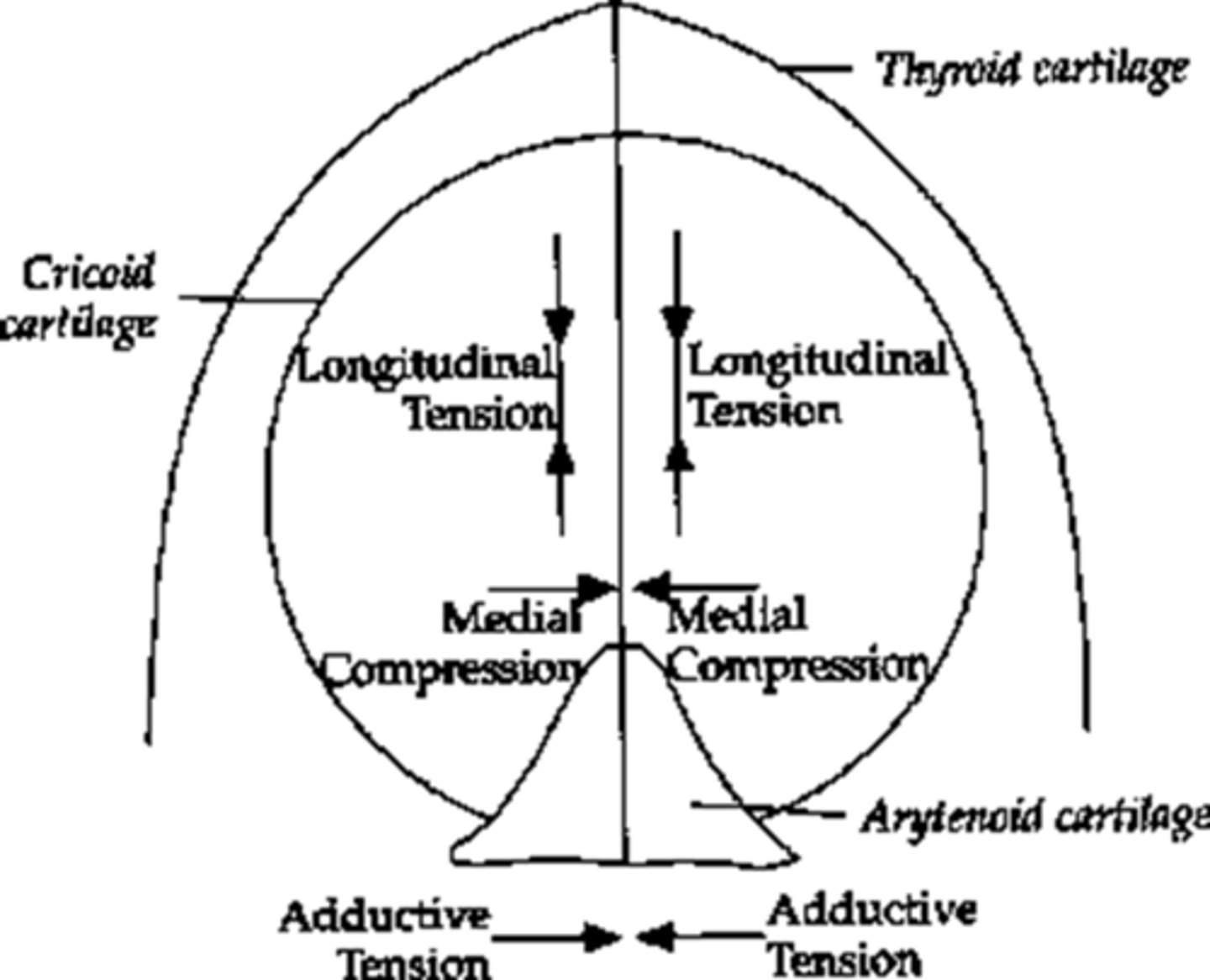 <p>degree of stretching force of the vocal folds</p>