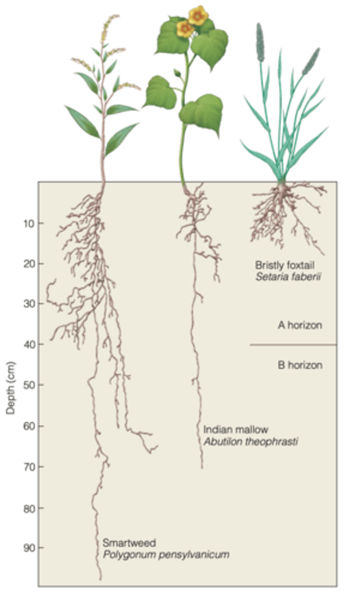 <p>plants use nutrients in different proportions and tolerate different light levels </p><p>- each plant species uses a portion of the resource not used by the other it lives with</p>