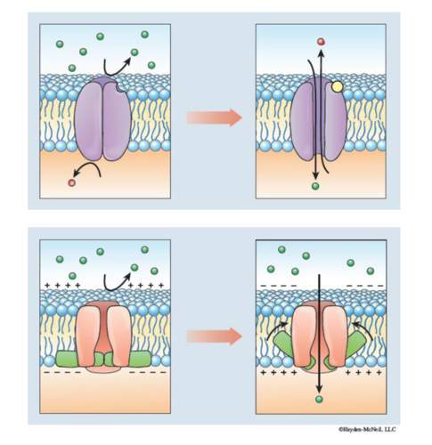 chemically gated ion channels