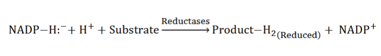 <ul><li><p>Reductases: Typically catalyzed biosynthetic reactions </p><ul><li><p>1. Utilize NADPH (universal carrier of e- for reductive metabolic reactions) (look at pic)</p></li></ul></li></ul><p></p>