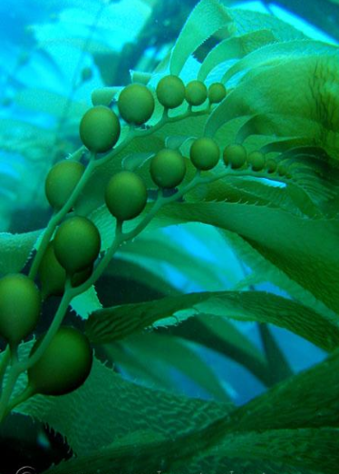 <p>What type of kelp is this?</p>