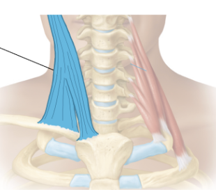 <p>muscle that moves head and neck</p>
