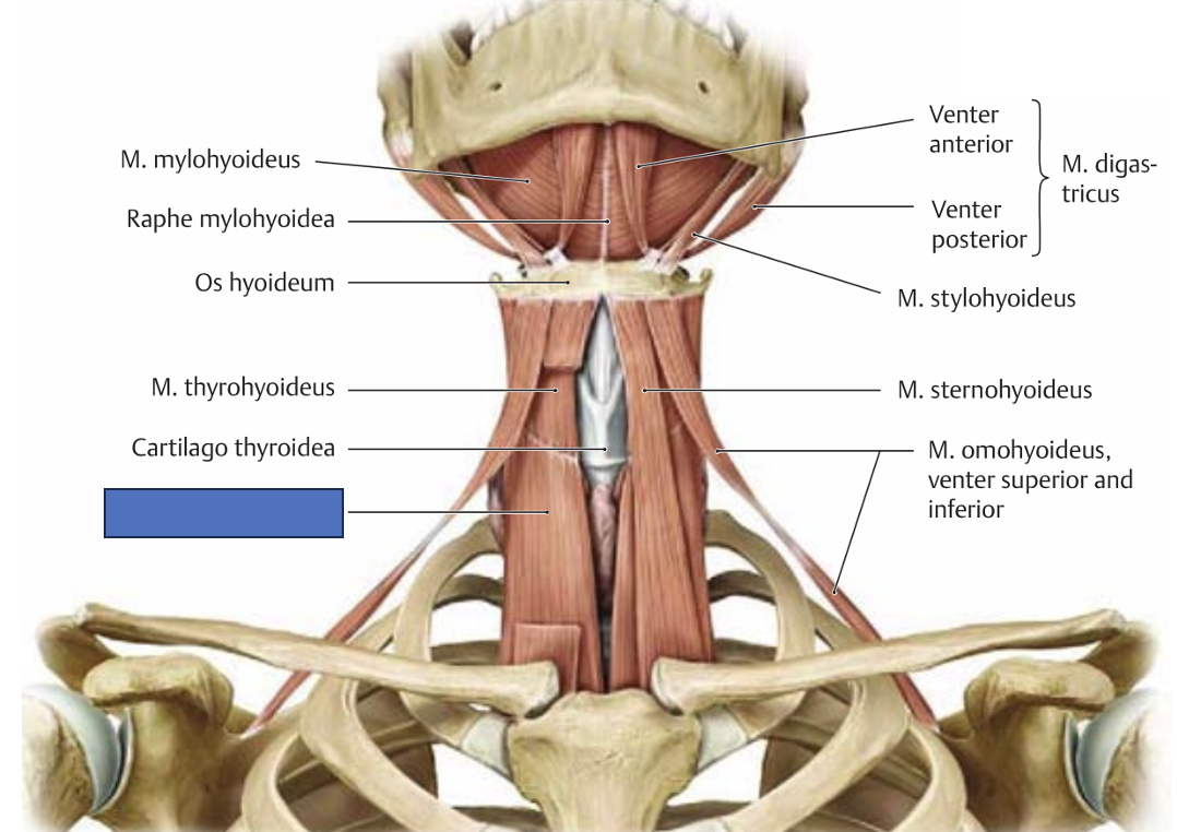 <p>m. sternothyroideus → langetab keeleluud ja kõri</p>