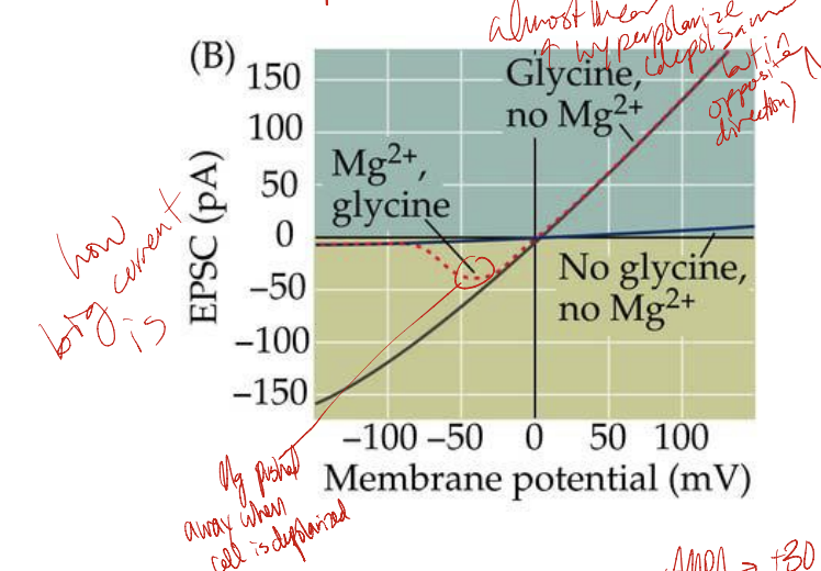 * AMPA → depolarize → Mg gets pushed away from NMDA → NMDA activated
* AMPA receptors undergo fast, sub-millisecond activation by glutamate → depolarization of the postsynaptic membrane → relief of magnesium block of NMDA receptors → rapid desensitization and deactivation on a millisecond time scale