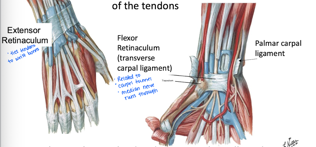 <ol><li><p>Flexor R - aka transverse carpal ligament; forms the roof of the carpal tunnel</p><ol><li><p>Medial nerve and flexor tendons pass underneath it</p></li></ol></li><li><p>Extensor R - on back of the wrist and secures tendons so they don’t pop up when extending the hand</p><ol><li><p>ties tendons to wrist bones</p><p></p></li></ol></li></ol><p>*Extend from the deep fascia</p><p></p>
