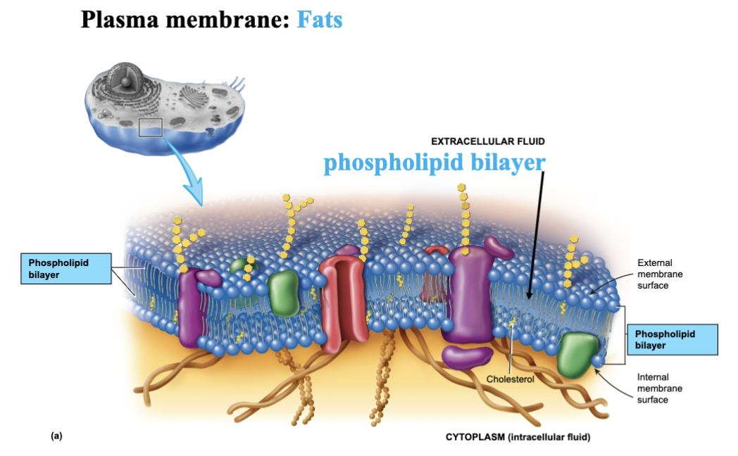 <ul><li><p>fats</p></li></ul><p></p>