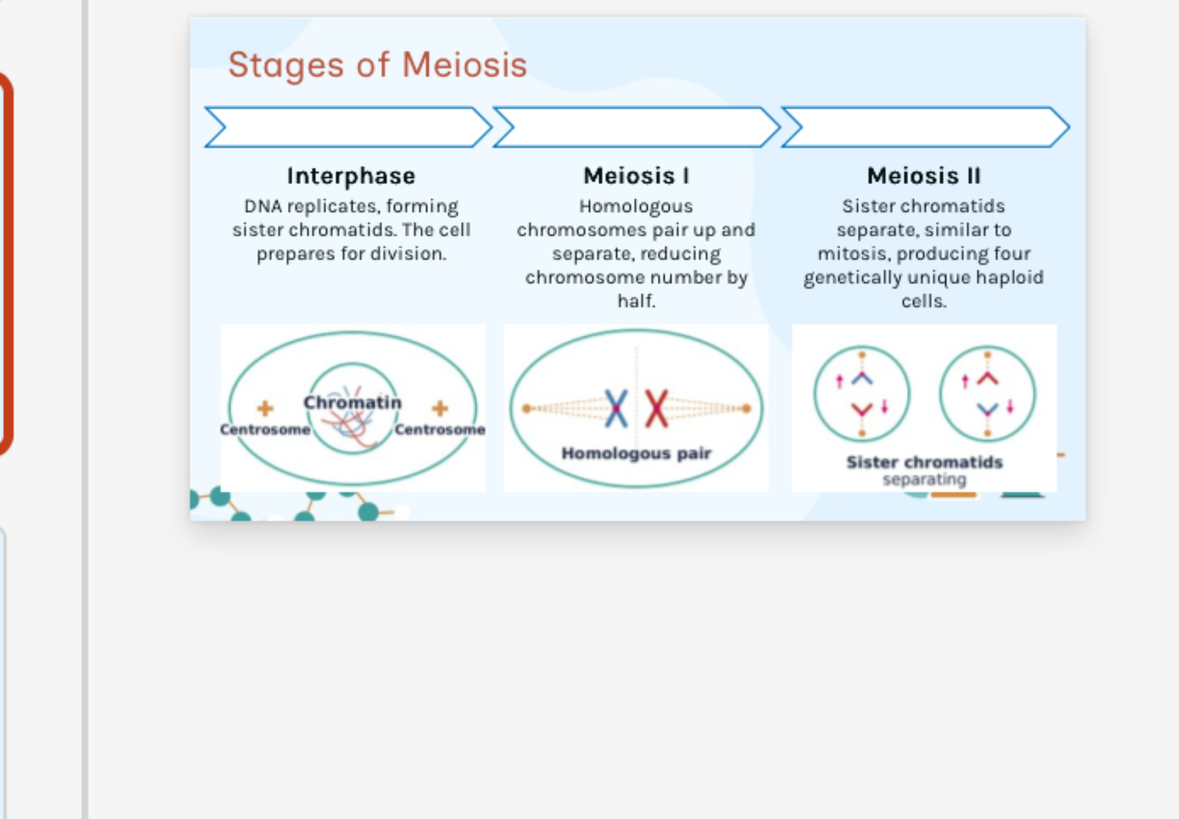 <p>Brief stages of meiosis:</p><p>Interphase-DNA …1?, forming …2? chromatids and the cell prepares for division.</p><p>Meiosis I- …3? chromosomes pair up and separate, reducing chromosome number by …4?</p><p>Meiosis lI- …5? chromatids separate, similar to mitosis, producing …6? genetically …7? haploid cells.</p>