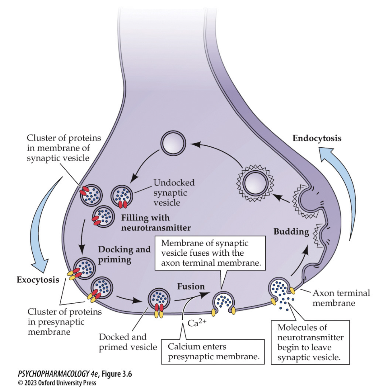 <ul><li><p><strong>Endocytosis → budding</strong> of new vesicle → <strong>filled</strong> by <strong>vesicular transporters</strong></p></li><li><p><strong>Docking &amp; priming</strong> at active zone (<strong>SNARE complex</strong> assembled)</p></li><li><p><strong>Ca²⁺ entry</strong> triggers <strong>synaptotagmin-mediated fusion → exocytosis</strong></p></li><li><p><strong>Membrane recycled</strong> (clathrin pathways) → <strong>refill → repeat</strong><br><span data-name="brain" data-type="emoji">🧠</span> <em>Takeaway:</em> <strong>Dock–prime–Ca²⁺ trigger–fuse–recycle</strong> = the loop that keeps release going.</p></li></ul><p></p>
