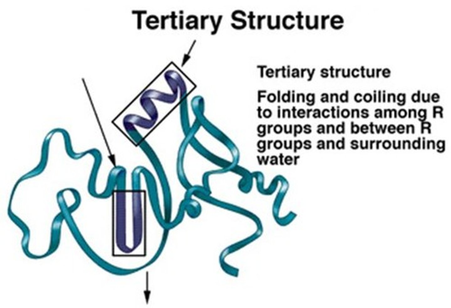 <p>The tertiary structure is caused by R-group interactions, such as disulfide bridges.</p>