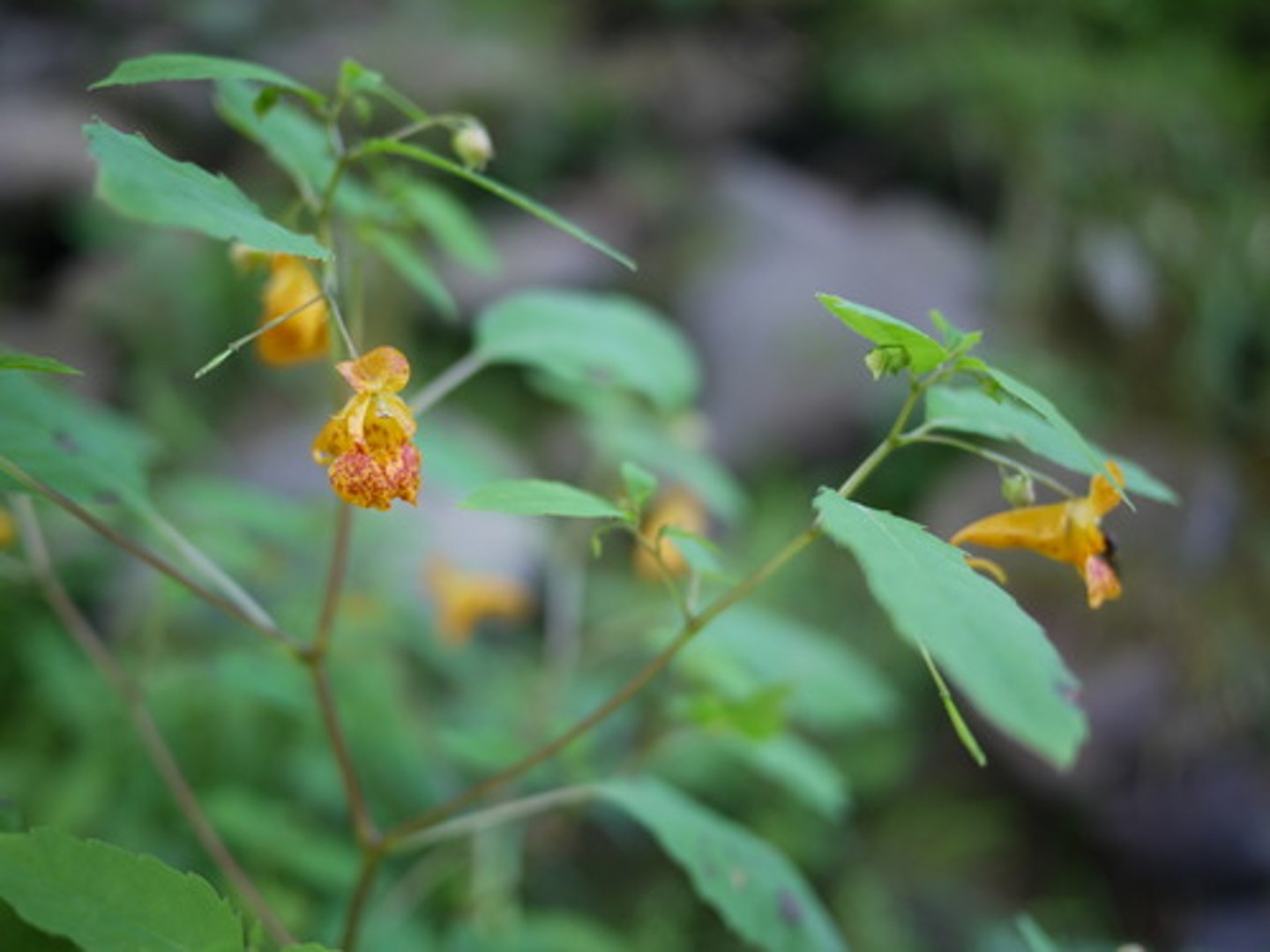 <p>jewel weed</p>