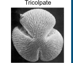 <p>pollen</p>