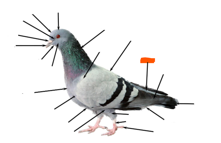 term image