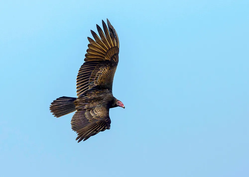 <p>Turkey Vulture</p>
