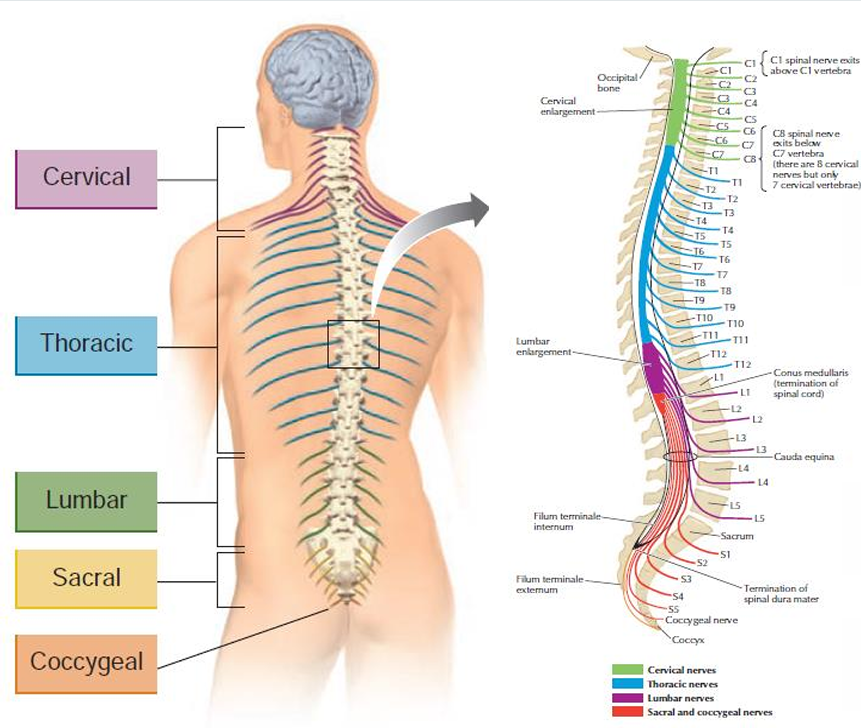 <p>5 sacral nerves</p>