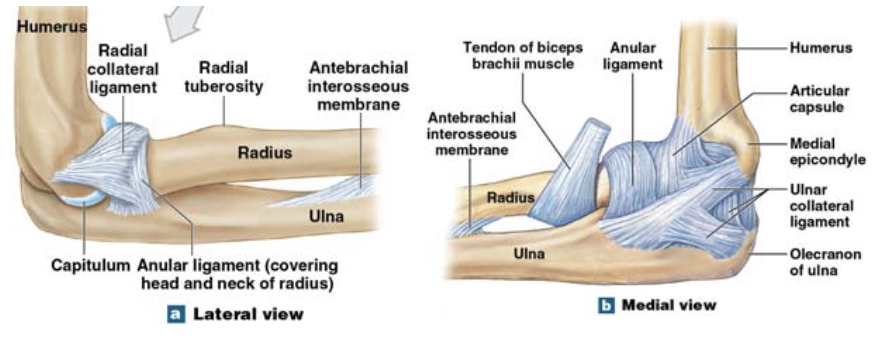 <p>elbow joint</p>