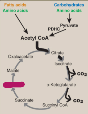 <p>Label the TCA cycle.</p>