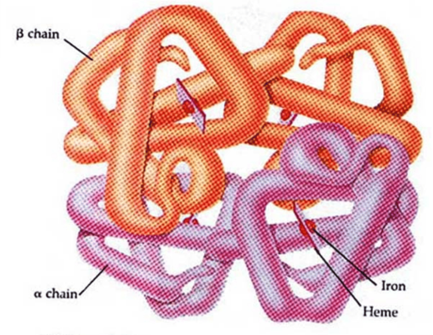<p>A four-subunit protein found in red blood cells that binds oxygen. Each subunit contains a heme group, a large multi-ring molecule with an iron atom at its center. One hemoglobin molecule can bind four oxygen molecules</p>