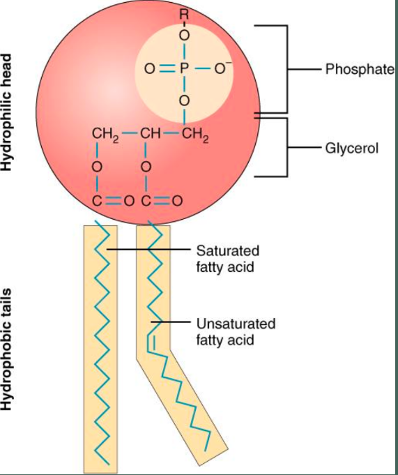 <ul><li><p>store and produce energy</p></li><li><p>serve as insulation to prevent heat loss</p></li><li><p>protect against extreme cold</p></li><li><p>serve as solvent for fat-soluble vitamins and hormones</p></li><li><p>prevent water loss in skin</p></li></ul>