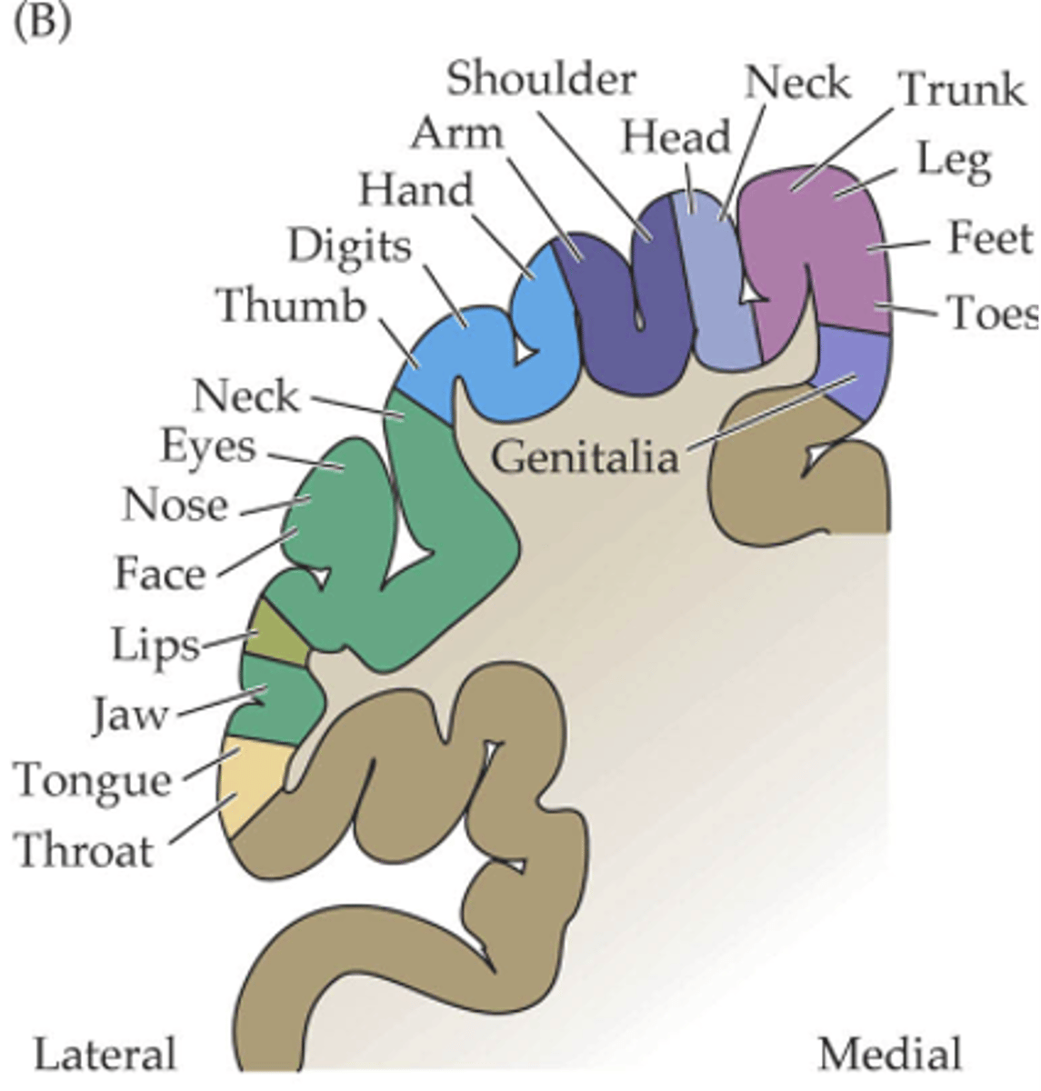 <p>The area occupied by the different regions in the cortex is _____ _______________ to their physical size</p>