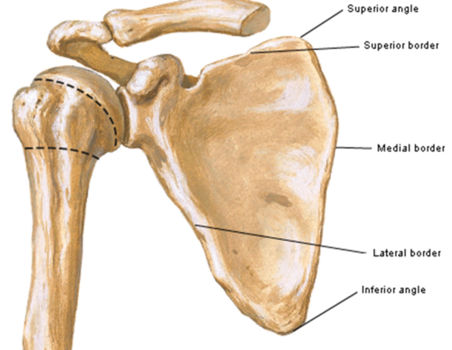<p>near the suprascapular notch</p>