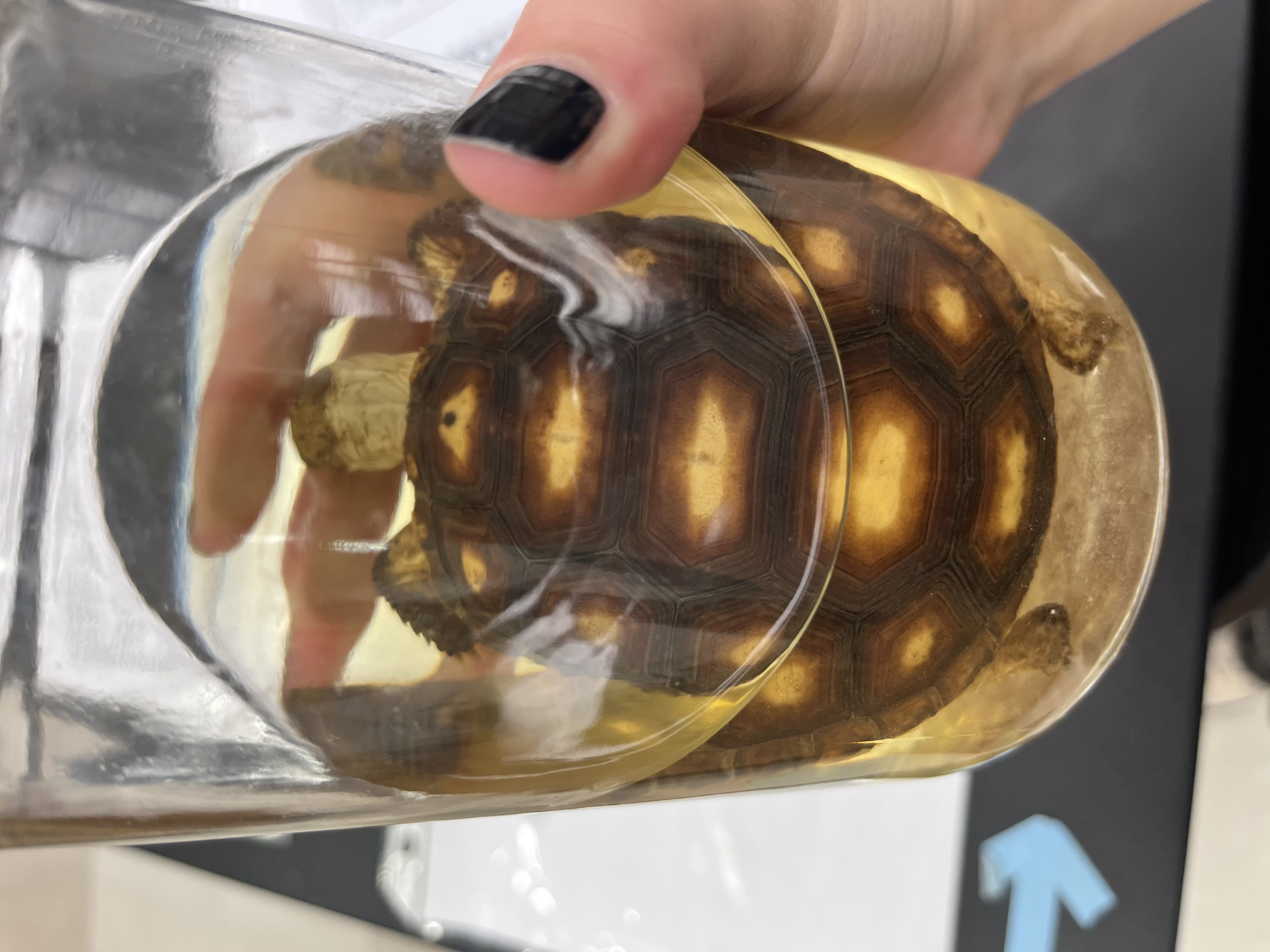 <ul><li><p>scutes are lighter in center, darker on edge</p></li><li><p>medium size</p></li><li><p>blunt size</p></li></ul><p></p>