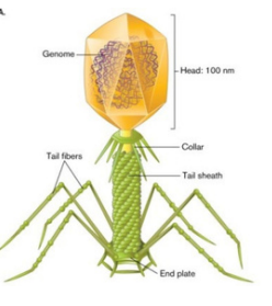 <p>Tailed viruses</p>