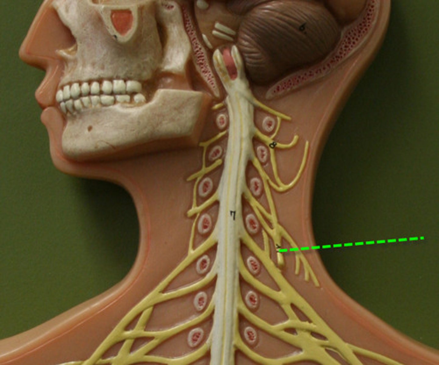 <p>Major motor branch of cervical plexus, innervates diaphragm.</p>