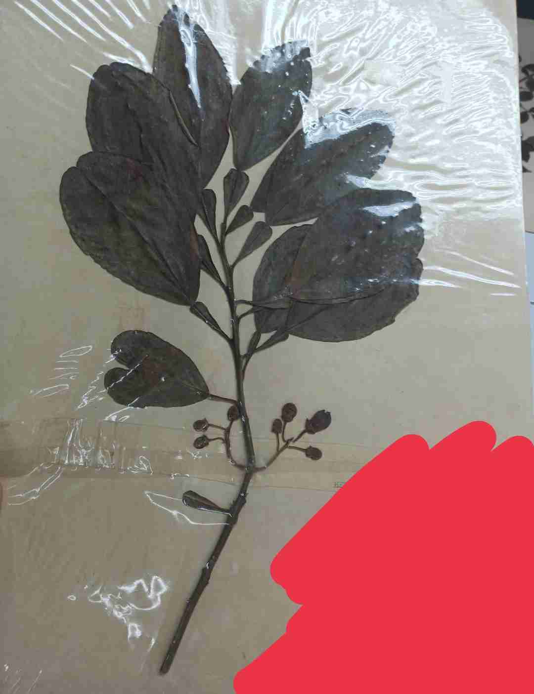 <p>What type of compound leaf is this?</p>