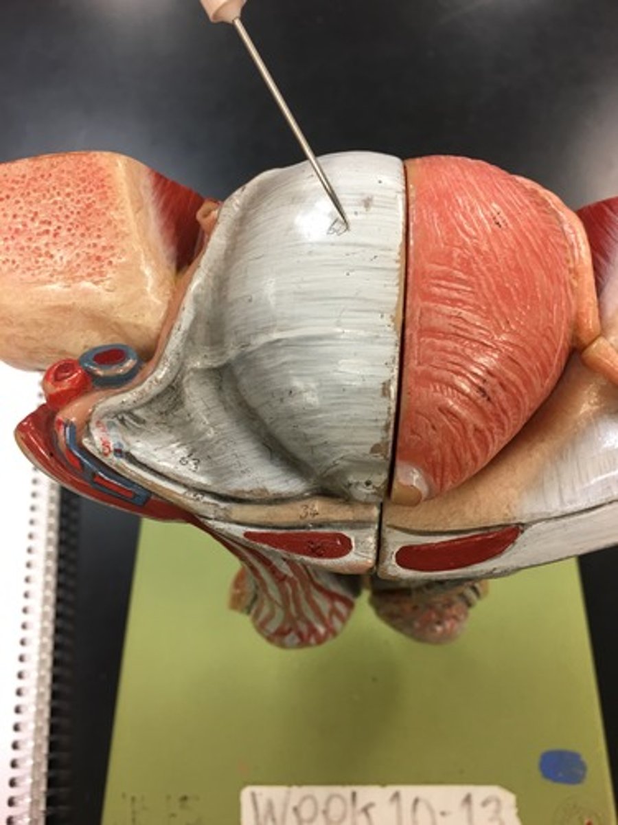 <p>between apex and fundus of bladder</p>