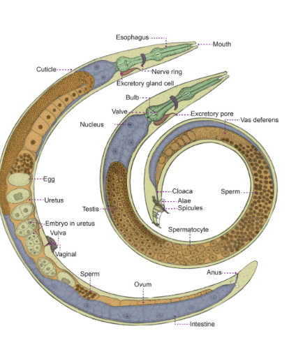 <ul><li><p><span style="background-color: transparent;"><span>In addition, to their digestive cavity, roundworms have a body cavity called pseudocoelom consisting of a fluid-filled space between the body wall and digestive tract.&nbsp;</span></span></p></li><li><p><span style="background-color: transparent;"><span>Nematodes have a complete digestive tract with a mouth and an anus</span></span></p></li><li><p><span style="background-color: transparent;"><span>Nematodes lack respiratory and circulatory systems&nbsp;</span></span></p></li><li><p><span style="background-color: transparent;"><span>Excretory cells empty waste from the pseudocoelom into two lateral excretory canals.&nbsp;</span></span></p></li><li><p><span style="background-color: transparent;"><span>Nematodes are covered by a thick, non-cellular cuticle that is produced by a thin, multinucleate epidermis.&nbsp;</span></span></p></li><li><p><span style="background-color: transparent;"><span>Nematodes have only longitudinal muscles and these are divided into 4 bundles or quadrants.&nbsp;</span></span></p></li><li><p><span style="background-color: transparent;"><span>Most nematode species are diecious, with separate male and female individuals&nbsp;</span></span></p></li><li><p><span style="background-color: transparent;"><span>Males are usually smaller than females&nbsp;</span></span></p></li><li><p><span style="background-color: transparent;"><span>During copulation, one or more chitinized rods (spicules) are inserted into the genital pore of the female</span></span></p></li></ul><p><strong> Picture female is left and male is right</strong></p><p></p>