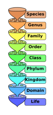 <p>What is fungus?  (Ch. 2)</p>