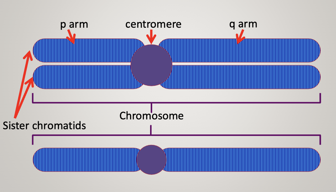 BOTH ARE CHROMOSOMES