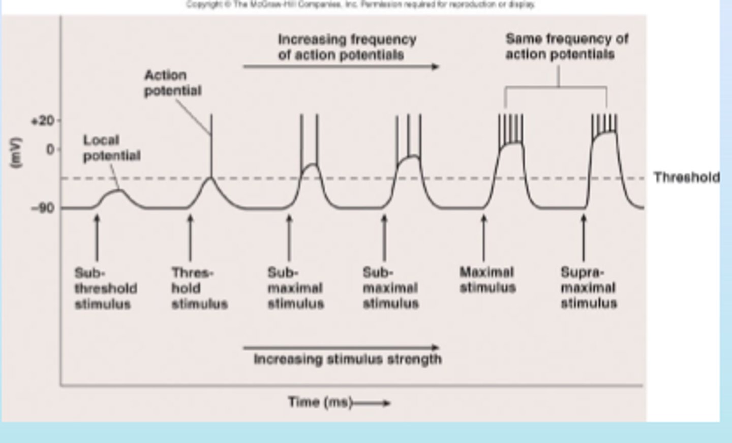 <p>- the difference between a stronger stimulus that causes the generation of an action potential and a weaker stimulus that causes the generation of an action potential is that the stronger causes the impulse to be generated at a higher frequency than the weaker stimulus</p>