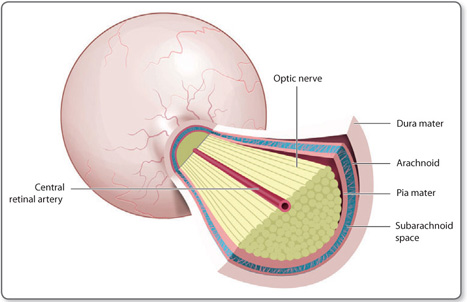 <p>between the pia and arachnoid</p><p>contains CSF</p>