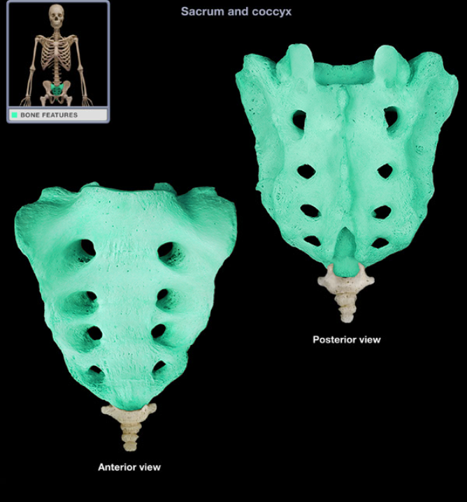 <p>Location: Lower back, Between L5 and Co1 vertebrae, Posterior wall of pelvis</p><p>Description: Five fused vertebrae, Triangular bone wedged between hip bones</p>