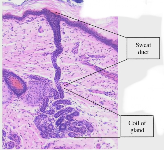 <ul><li><p>Coil of gland: gland is coiled tube here where sweat first produced</p></li><li><p>Duct of gland: carries sweat thats been made all the way to surface of skin</p></li></ul><p></p>